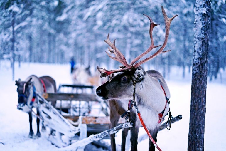Reindeer pulling a sleigh, the science behind christmas